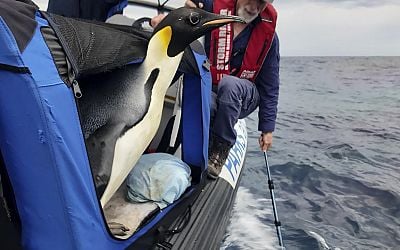 In Australien gestrandeter Kaiserpinguin ist wieder in Freiheit