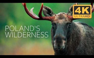 Poland&#39;s Last Wilderness: Where Europe&#39;s Wild Heart Beats | 4K UHD Documentary