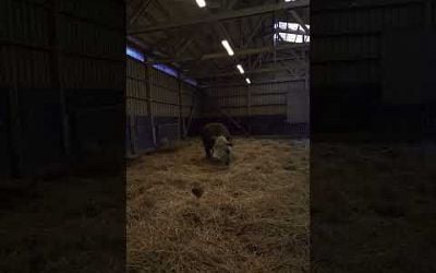 #cow #hereford #farming #sweden #winter #playing #agriculture #steer