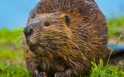 Dutch water authorities struggle with rising beaver damage