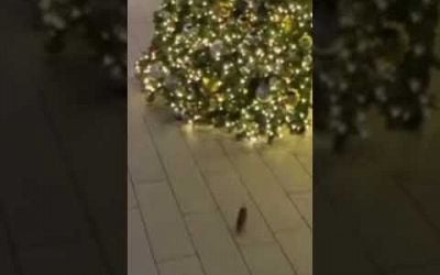 Rat interrupts a New York marriage proposal