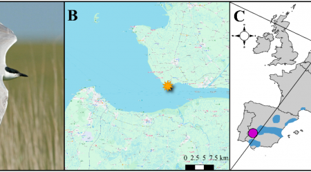 Assessment of genetic diversity in a locally endangered tern species suggests population connection instead of isolation