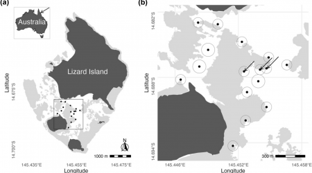 Diel movement patterns in nominally nocturnal coral reef fishes (Haemulidae and Lutjanidae): Intra vs. Interspecific variation