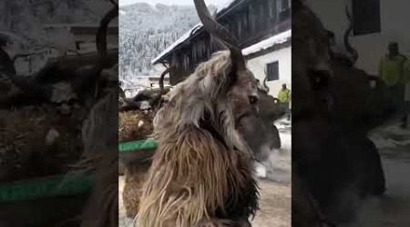 This is not a movie, its the Krampus from Austria #austria