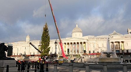 Trafalgar Square Christmas tree mocked as it is put up after arrival in London from Norway