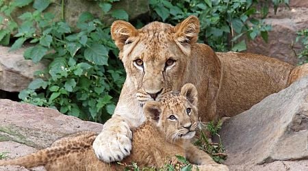 Dutch animal welfare organization rescues 12 lions from French circus