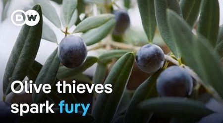 Criminal gangs exploiting the olive oil crisis in Spain | DW Documentary