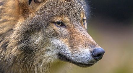 European Commission to relax rules for protecting the wolf