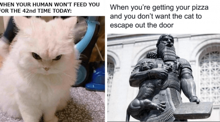 30 Hissterical Hooligan Cat Memes Spreading Joy and Chaos in Equal Measure Every Single Day