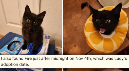 'I don't necessarily believe in that stuff, but...': Feline Pawrent Saves Injured Kitten on the Same Adopta-versary of Their Void Who Recently Passed Over the Rainbow Bridge in Heartwarming Rescue Sto