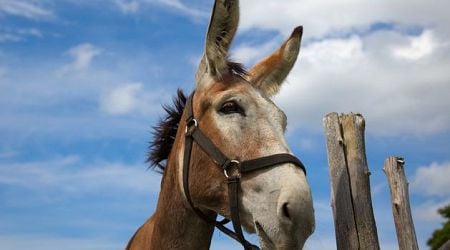 Woman settles personal injuries claim with owner of Jack donkey who tried to mount her horse