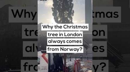 Why the Christmas tree on Trafalgar Square always comes from Norway