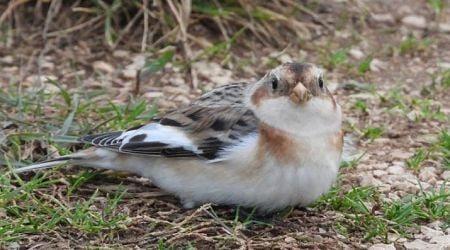 PHOTO: First-ever snow bunting sighting in Krka National Park