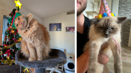 27 Hissterical Cat Pictures From the Lives of Pawsitively Pawdorable Fur Babies to Deck Your Wednesday with LOLs Aplenty