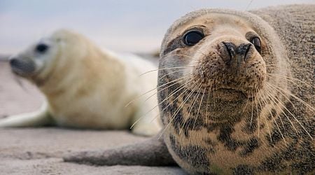 Investigation launched into decline of seal population in Wadden Sea