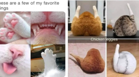 Fluffy from Their Teefs to Their Tails: 26 Sweet Feline Memes of Wholesome Cat Child Cuties and All Their Fuzzy, Nuzzly Cat Parts