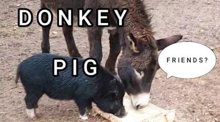 FACTS: DONKEY AND PIG UMEASURABLE FRIENDSHIP #donkey #pig #animals CROATIA, EUROPE