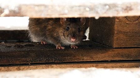 Irish homeowners warned of influx of rats over the Christmas period