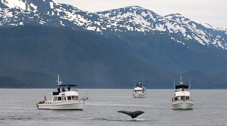 Ocean heat wipes out half specific seabirds around U.S. Alaska: study