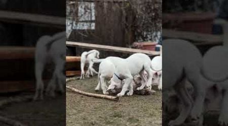 KORDOBOS AIDAS DOGO ARGENTINO KENNEL LITHUANIA #dogoargentinopuppies #dogoargentinadogs