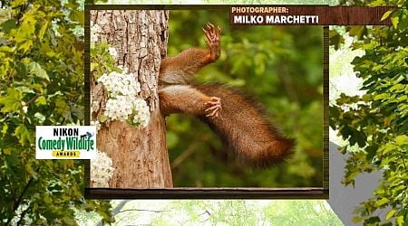 WATCH: Comedy awards for funniest wildlife photography