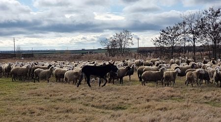 No Outbreaks of Goat Plague Detected in Plovdiv Region, Epizootic Commission Says 