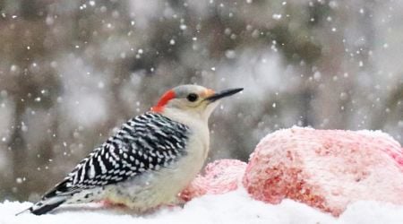 Sault Ste. Marie Christmas Bird Count - Dec 14, 2024