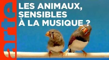 Animaux - Le rythme dans la peau ? | ARTE