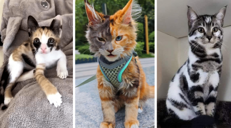 30 Most Fabulous Felines With Unique and Rare Fur Patterns and Markings to Close 2024 With Peak Purrfection