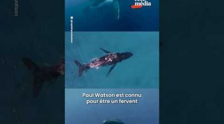 Paul Watson est libre !