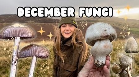 Magic &amp; Rare Mushroom Foraging in December, UK