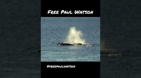 Free Paul Watson