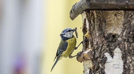 MPs call on minister not to scrap nest box on new homes plan