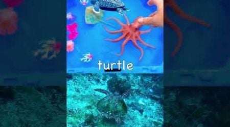 Learn Sea Animal Names for Babies Toddler Kids: Blue Spotted Ray Octopus Turtle Jellyfish Shark