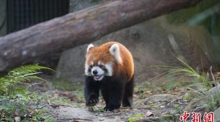 Shanghai, Taipei zoos to jointly seek mates for red pandas