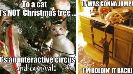 Christmas Fur Baby Festivities: 23 Heartwarming Cat Memes to Nourish Your Santa-Loving Soul