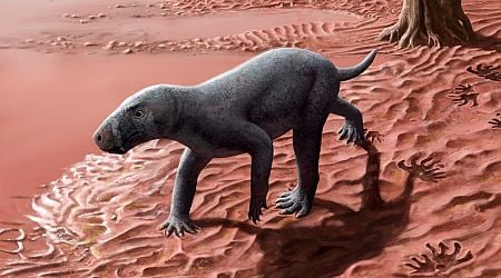 This Saber-Toothed Predator Is the Oldest Mammal Ancestor Ever Found