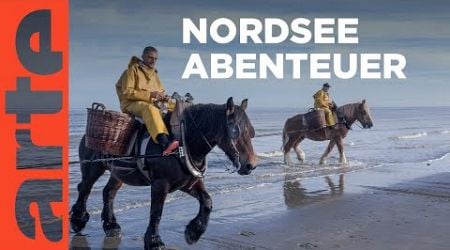 Belgien und die Niederlande | Leben an der Nordsee | ARTE Family