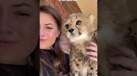 Baby cheetah #cheetah #pets #rescue #animals #shorts