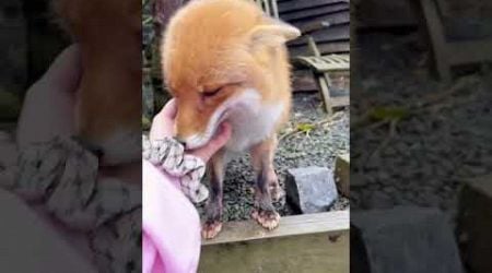 The fox gave her child to a human #shorts #animal #fox #rescue #pets