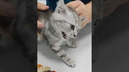 Cat getting an injection #cat #fuunypets #funnyanimal #funny #funypets #animal #pets #funnypet