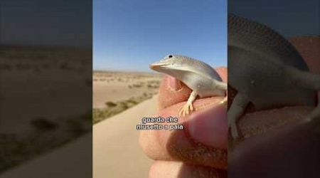 conosci questo animale? #animali #deserto #scinco #lucertola #rettile #massele #selvatico