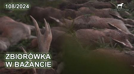 Polowanie na zbiorowe - SUDECKA OSTOJA 108/2024 driven hunt hunting in poland