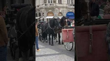 Horse carriage Prague Czechia #czechrepublic #europe #europeantravel #horse #horsecarriage #animals