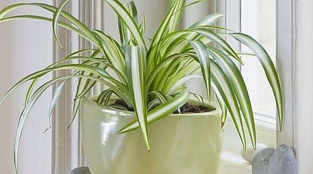 Houseplants that 'act as natural dehumidifiers' to prevent condensation and mould