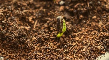 Elevating garden compost with pine needle oil