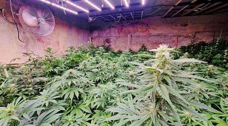 Police Officers Discover Drug Den with 279 Hemp Plants near Varna