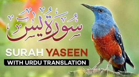 Surah Yasin ( Yaseen ) with Urdu Translation | Quran Tilawat Beautiful Voice | Hindi Tarjuma