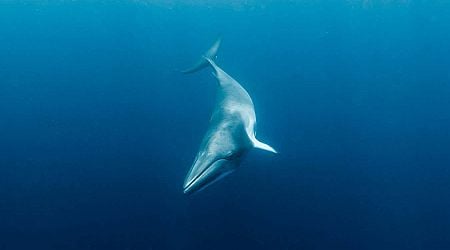 Brainwave experiment shows minke whales have ultrasonic hearing