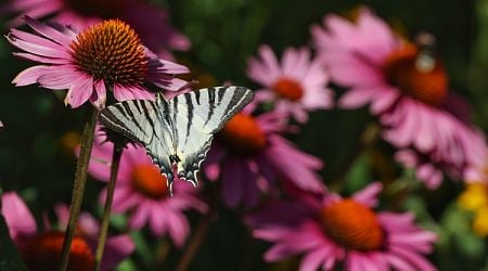 Biodiversity and Agricultural Knowledge Network to Start in January 2025